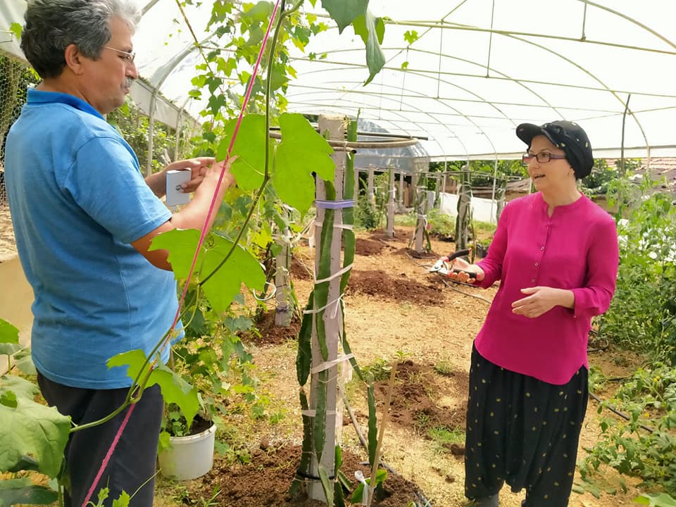Çiftçi Zeynep Yiğit  hem ejder meyvesi hem de fidesini üretiyor