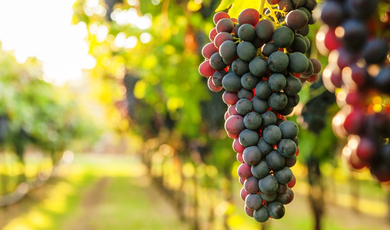 Pandemi yaş meyve sebze ve mamulleri ihracatına fren yaptıramadı
