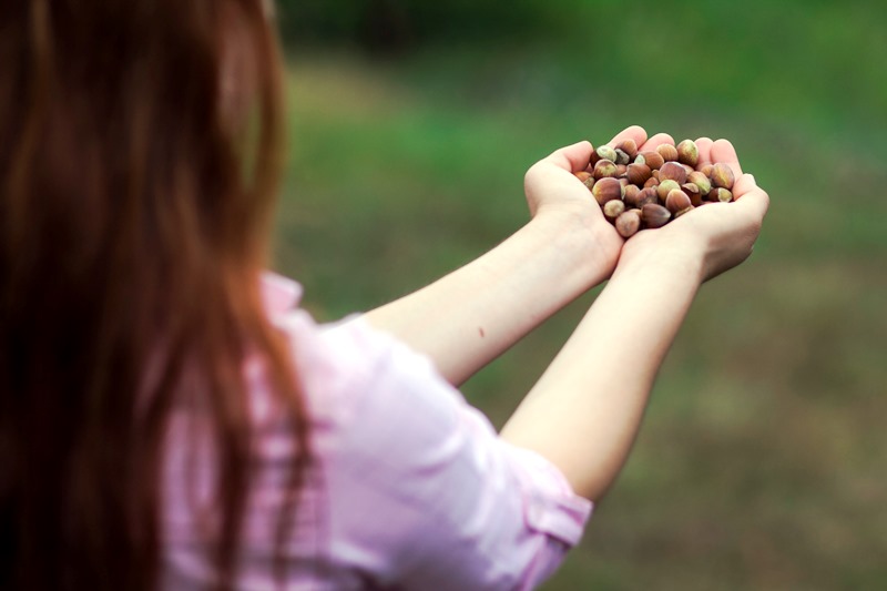 ILO-Ferrero ortaklığı, Türkiye’de fındık hasadında çocuk işçiliğini ortadan kaldırmayı hedefliyor”