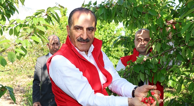 Dalları bastı kiraz