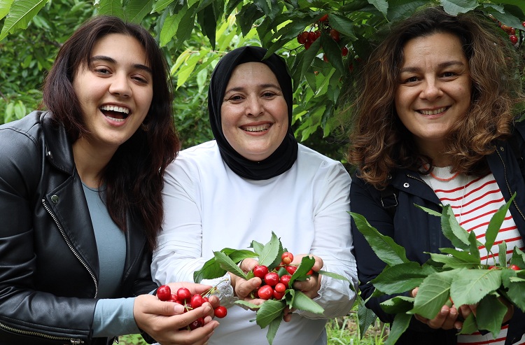 Ege Bölgesi’nde 260 bin ton kiraz üretiliyor