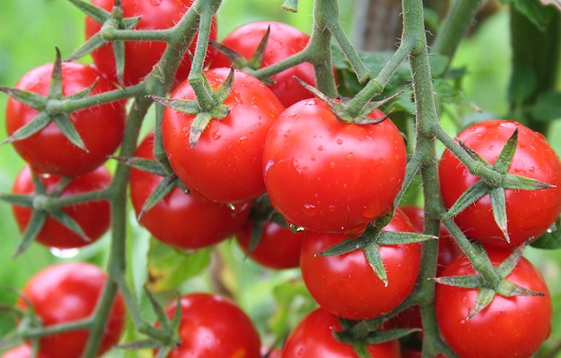 Elma suyu, salça, mineral sular ve gazozlar mamul ihracatının gözdesi 