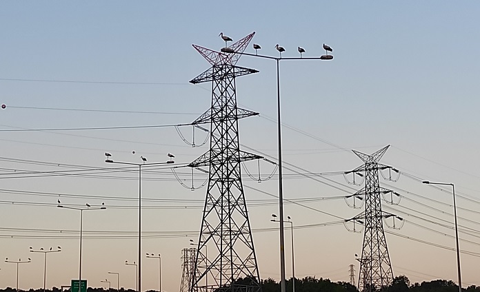 SEDAŞ leyleklerin göç yollarında güvenlik tedbiri alıyor