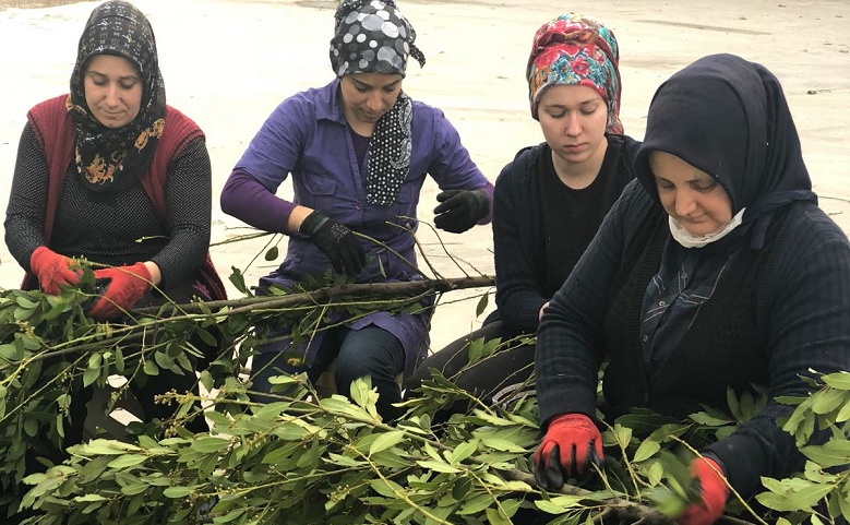 OGM’den Orman Köylüsüne 1,3 Milyar TL Destek