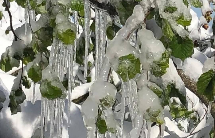 Zirai don felaketi ülkeyi sardı