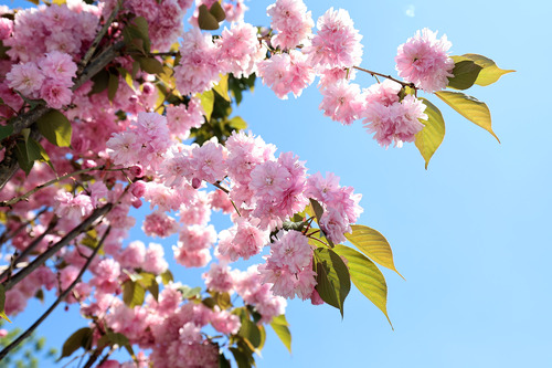 Çiçek açan Sakura ağaçları şehri görsel bir şölene dönüştürdü