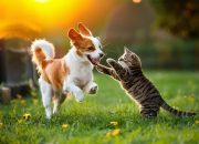 Kedi ve Köpeklere Verilen Yiyecekler  Sağlıklarını Riske Atabilir