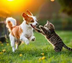 Kedi ve Köpeklere Verilen Yiyecekler  Sağlıklarını Riske Atabilir