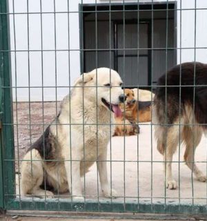ÇEKMEKÖY ÖMERLİ MAHALLESİNDE DEV DOĞAL YAŞAM ALANI AÇILDI