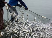 Türkiye su ürünleri ve hayvansal mamuller sektörü ihracatta 4 milyar doları aştı 