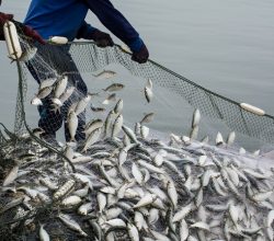 Türkiye su ürünleri ve hayvansal mamuller sektörü ihracatta 4 milyar doları aştı 
