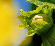 FERRERO FINDIK ŞİRKETİ TEDARİK ZİNCİRİNİ GÜÇLENDİRMEK İÇİN SIRBİSTAN VE İTALYA’DA STRATEJİK YATIRIMLAR YAPIYOR