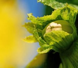 FERRERO FINDIK ŞİRKETİ TEDARİK ZİNCİRİNİ GÜÇLENDİRMEK İÇİN SIRBİSTAN VE İTALYA’DA STRATEJİK YATIRIMLAR YAPIYOR