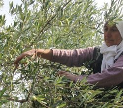 Türk zeytinini en çok Almanlar, Iraklılar ve Romanyalılar tüketti