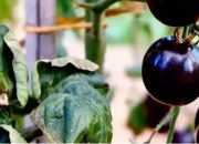 Dünyanın  en güçlü  antioksidan  kaynağı…