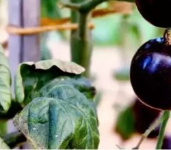 Dünyanın  en güçlü  antioksidan  kaynağı…