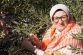 AYVALIK’TA YILIN İLK ZEYTİN HASADI YAPILDI