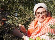 AYVALIK’TA YILIN İLK ZEYTİN HASADI YAPILDI