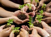 2025’te 517 milyon fidan ve tohum toprakla buluştu