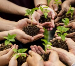 2025’te 517 milyon fidan ve tohum toprakla buluştu