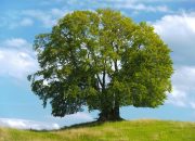 Öğretmenler Günü’nde Fidanlarla Geleceğe Nefes olun!