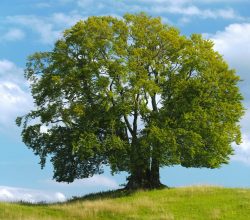 Öğretmenler Günü’nde Fidanlarla Geleceğe Nefes olun!