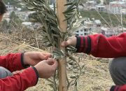 Kervan’dan  Anlamlı Sosyal Sorumluluk Projesi;  “Okul Bahçeleri Zeytin Bahçeleri Olsun”