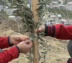 Kervan’dan  Anlamlı Sosyal Sorumluluk Projesi;  “Okul Bahçeleri Zeytin Bahçeleri Olsun”